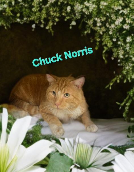 Chuck Norris, Adoptable, Adult Male Domestic Short Hair.