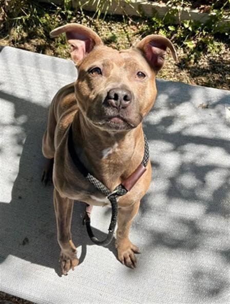 MEGAN COURI, Adoptable, Adult Female Pit Bull Terrier.