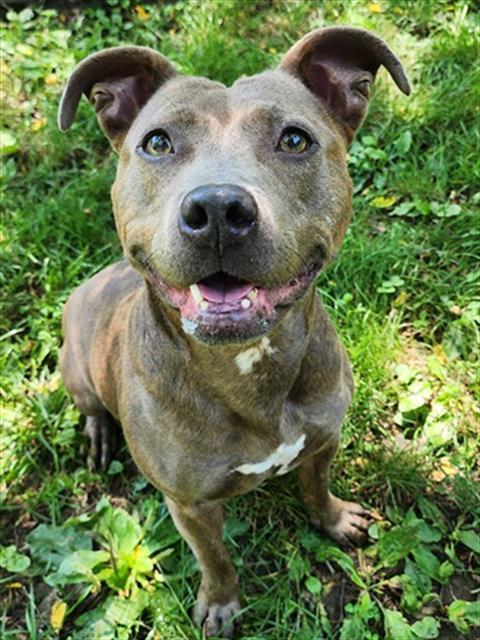 Enlarge MEGAN COURI, a Adoptable Pit Bull Terrier in Peoria, IL image 1/1