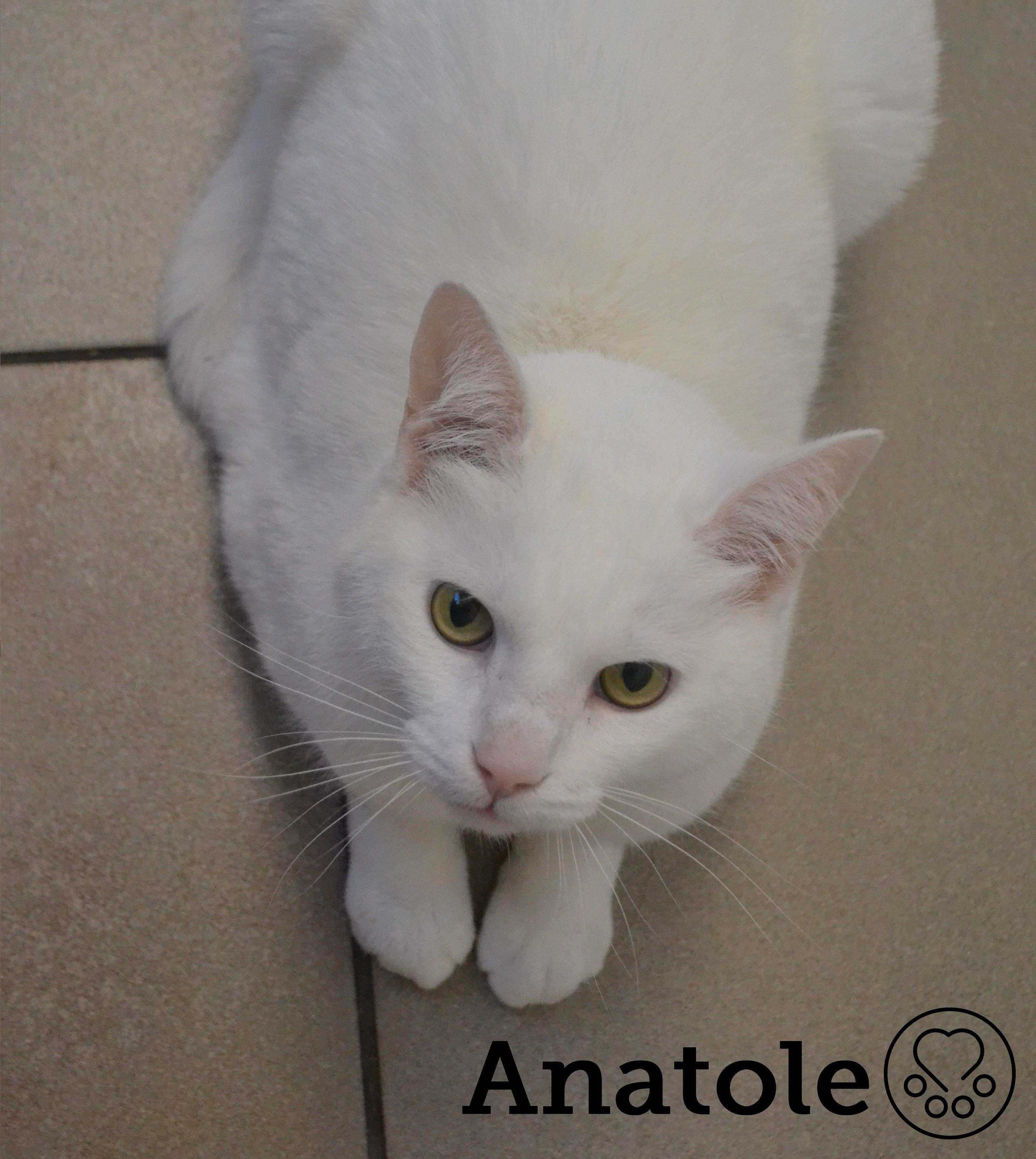 Enlarge Anatole, an adopted Domestic Short Hair in Anjou, QC image 2/2