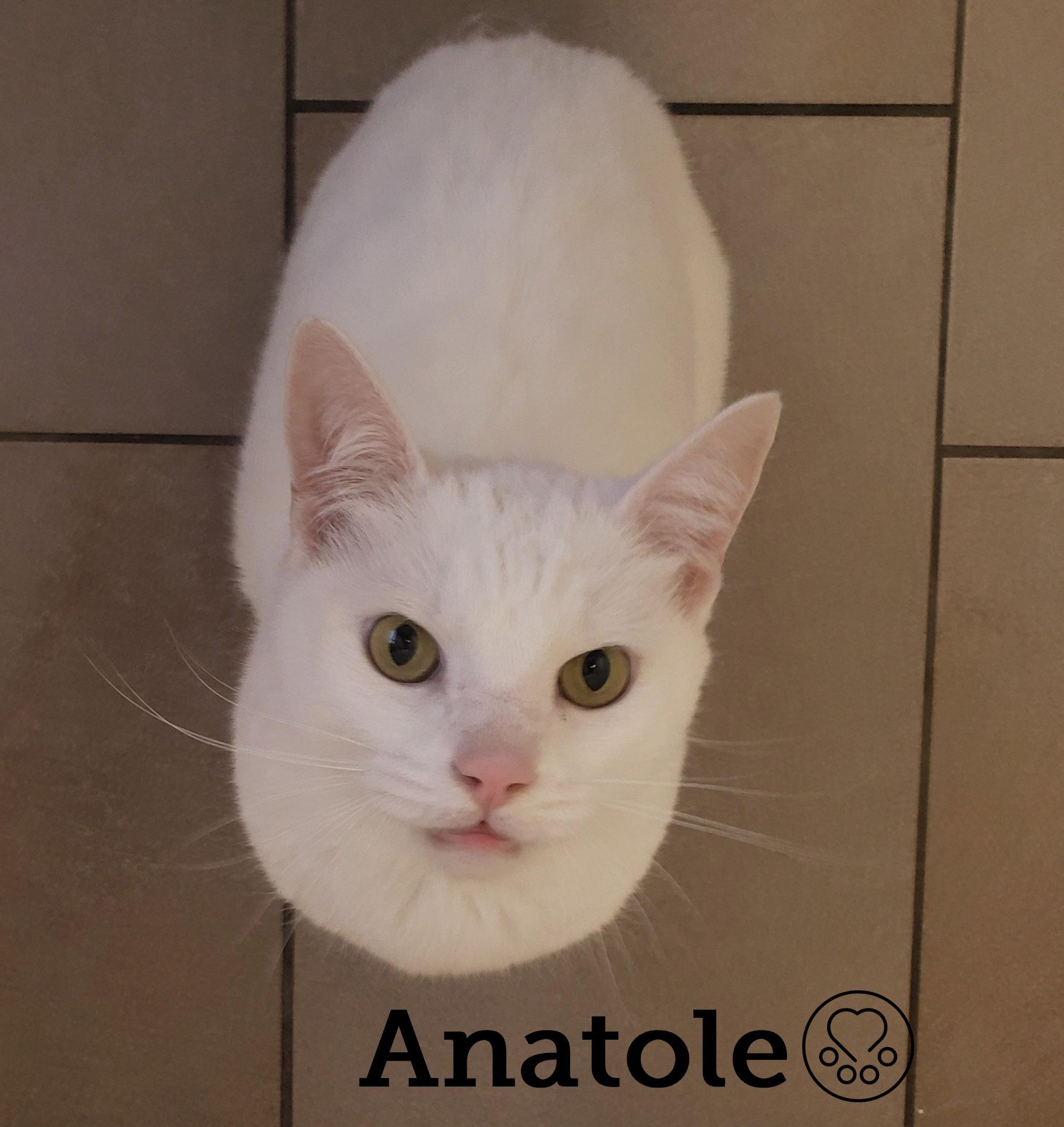 Enlarge Anatole, an adopted Domestic Short Hair in Anjou, QC image 1/2