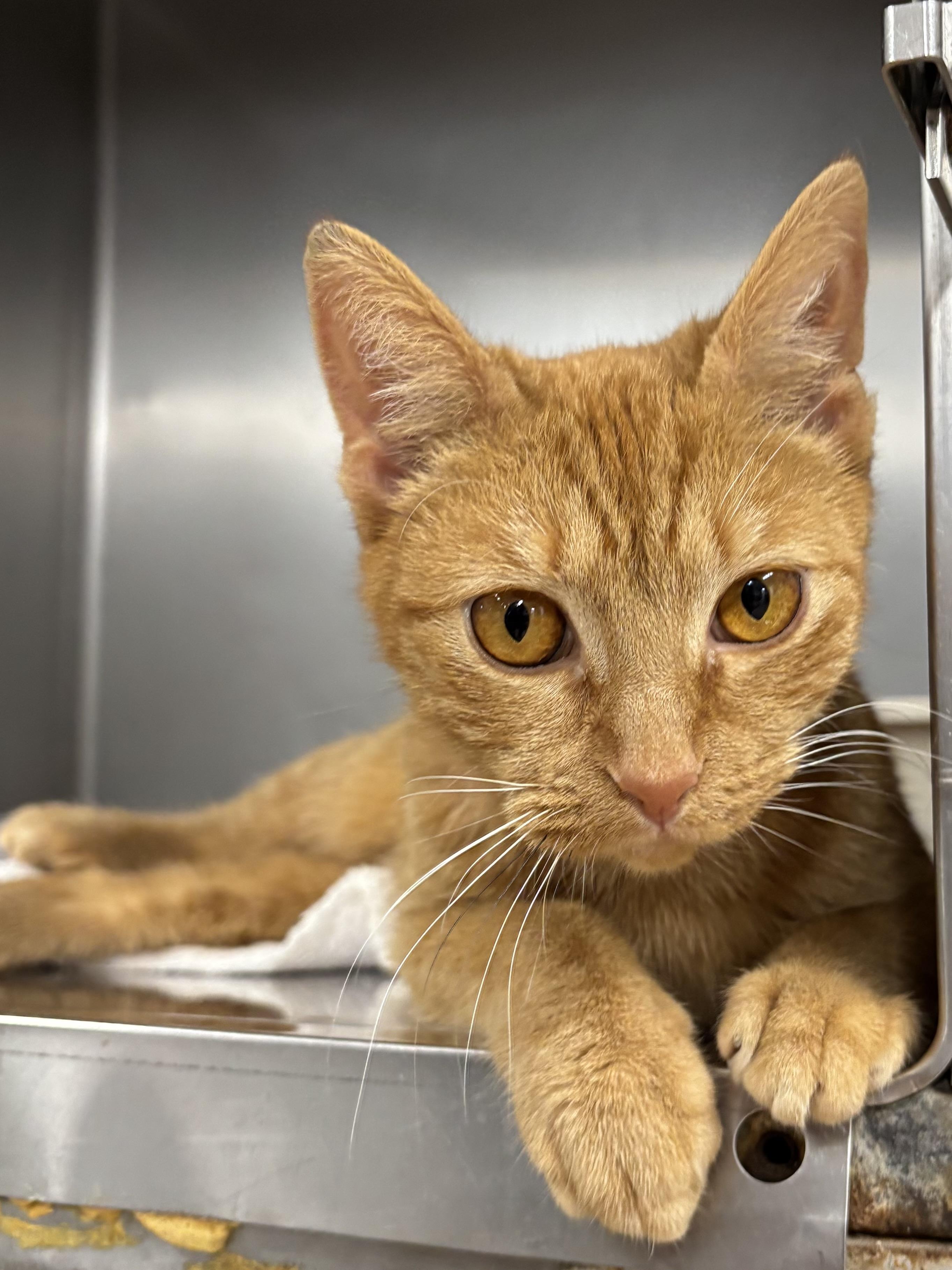 Enlarge KITTEN: Gouda ~~ Veterinary Medical Ctr  PH: 770-998-8450, a ADOPTABLE Domestic Short Hair in Alpharetta, GA image 1/1