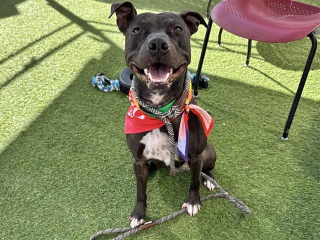 SQUEAKY, Adoptable, Young Male Pit Bull Terrier.