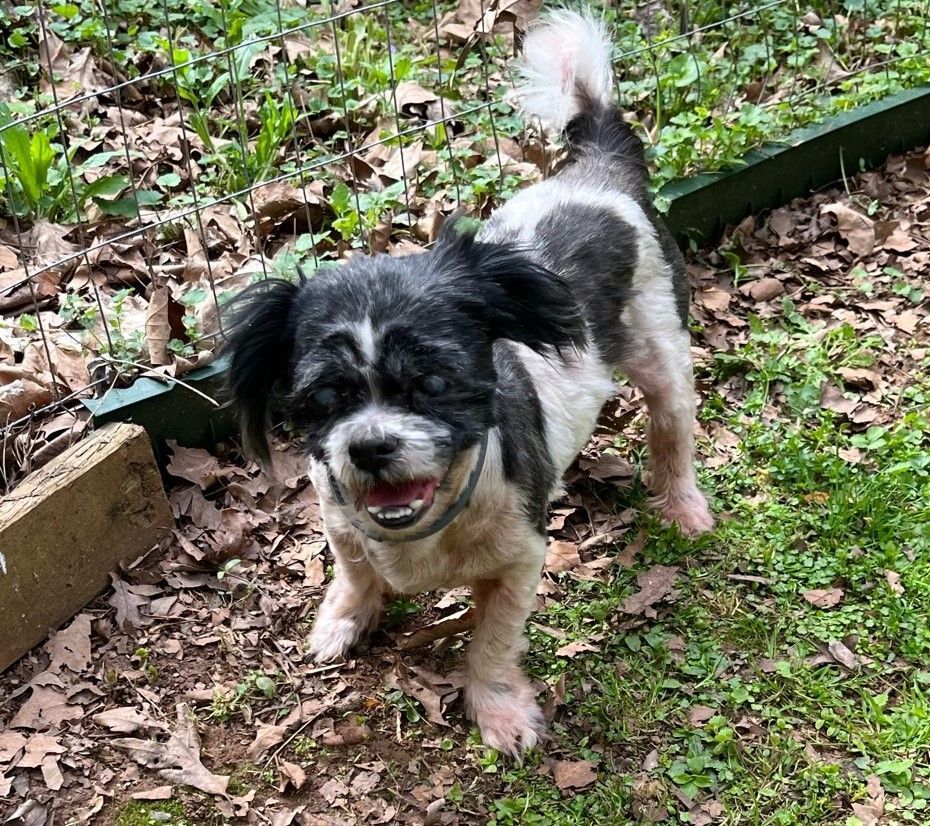 Adam, a Adoptable Shih Tzu in Woodstock, GA image 4/5
