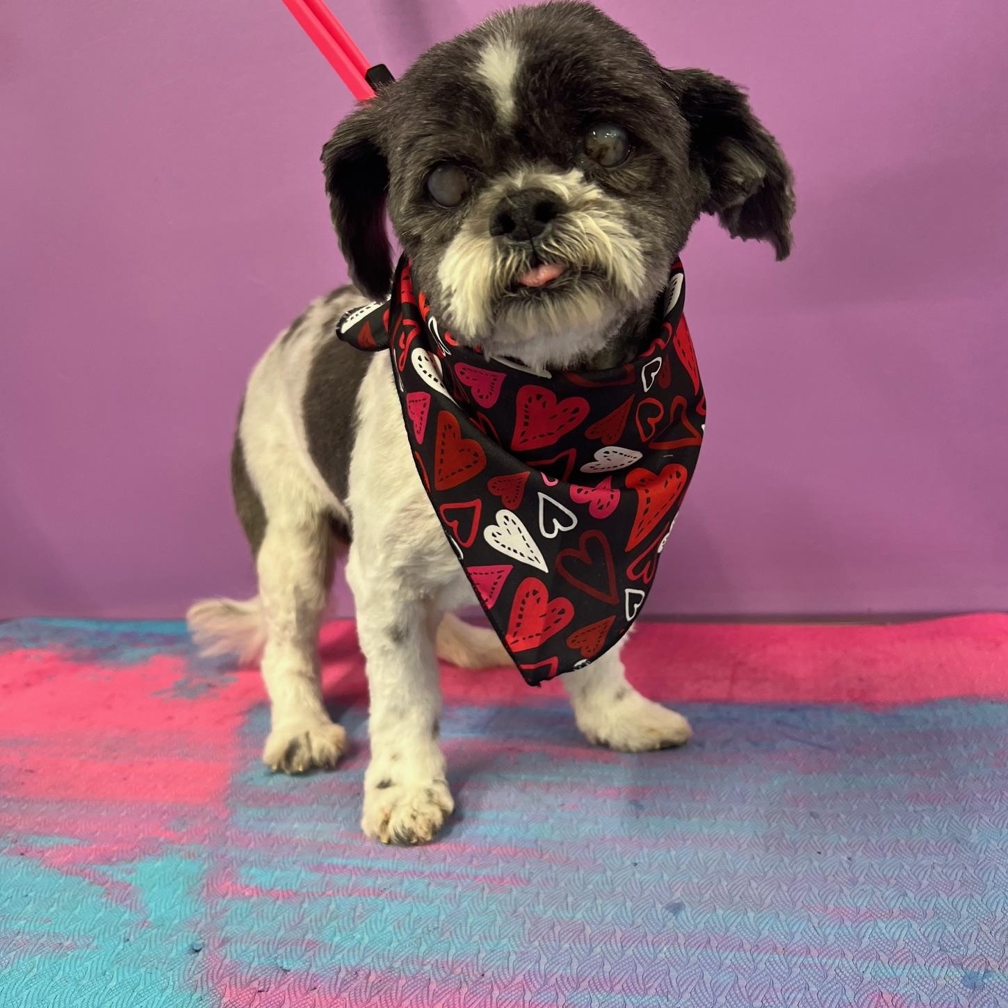 Adam, a Adoptable Shih Tzu in Woodstock, GA image 2/5