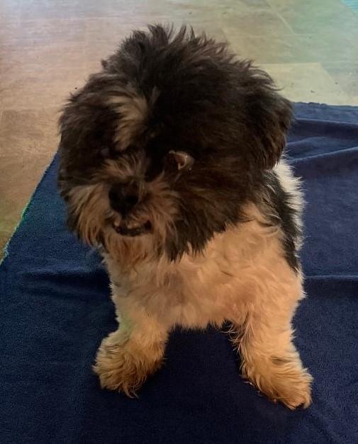 Adam, a Adoptable Shih Tzu in Woodstock, GA image 1/5