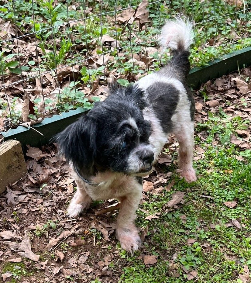 Adam, a Adoptable Shih Tzu in Woodstock, GA image 5/5