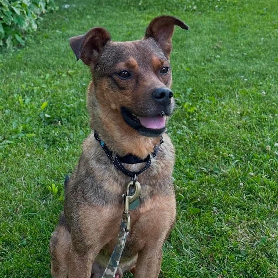 Buster Brown, a ADOPTABLE Mixed Breed in De Pere, WI image 1/2