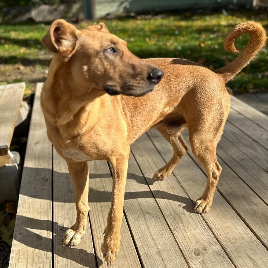 Enlarge Lids, a ADOPTABLE mixed breed in Paramus, NJ image 6/6