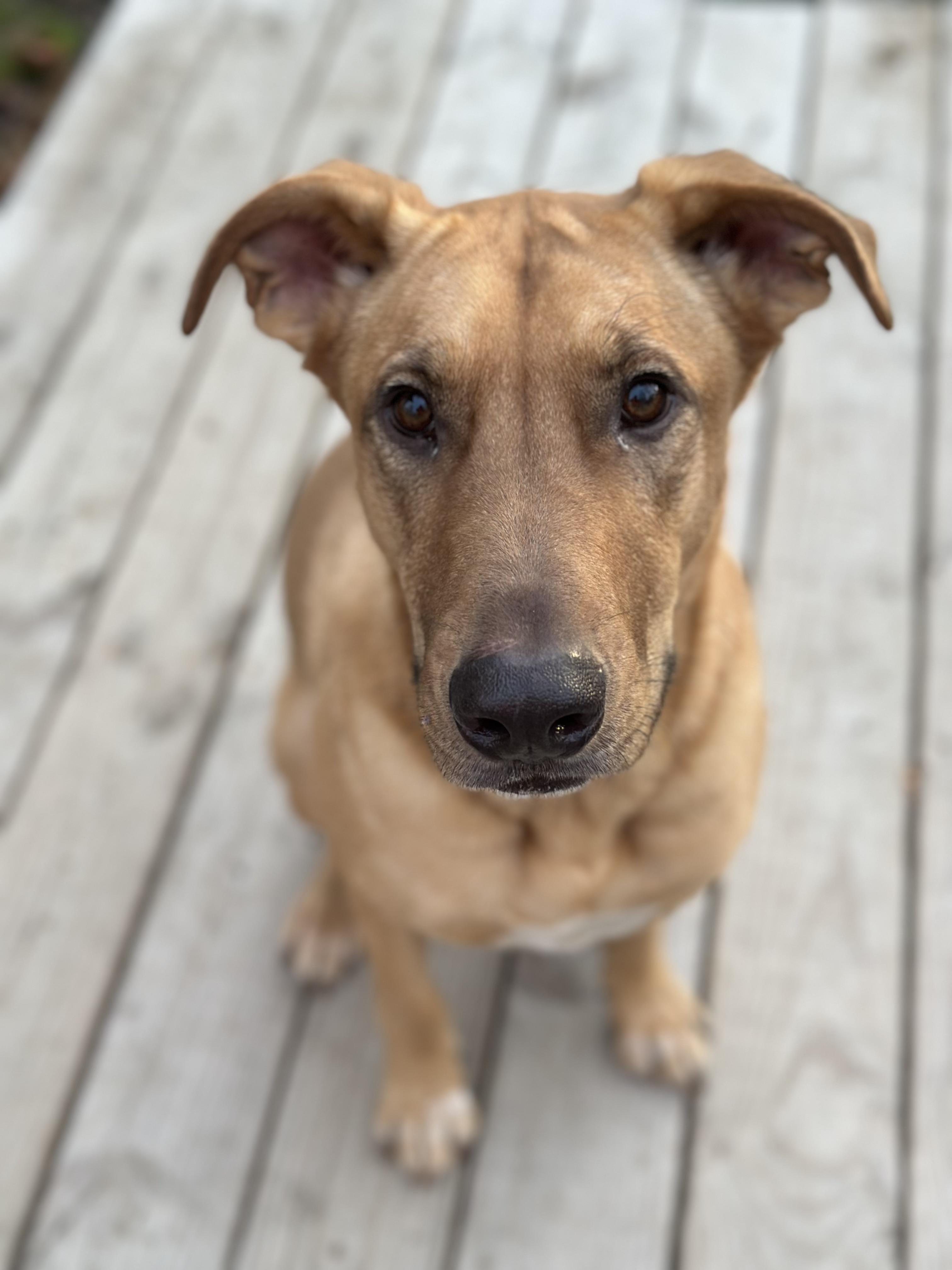 Enlarge Lids, a ADOPTABLE mixed breed in Paramus, NJ image 4/6