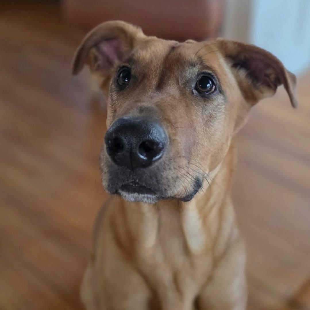 Enlarge Lids, a ADOPTABLE mixed breed in Paramus, NJ image 3/6