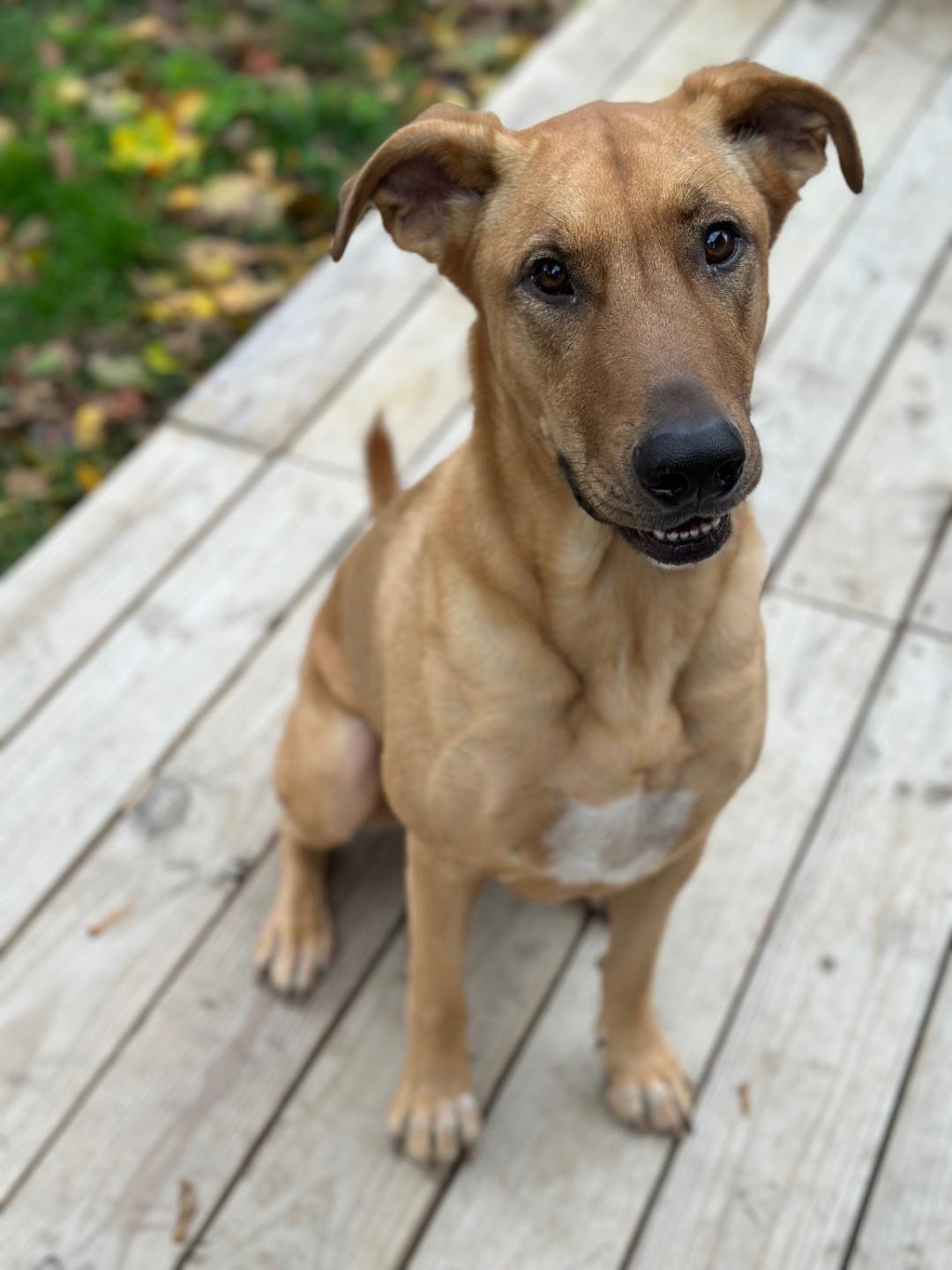 Enlarge Lids, a ADOPTABLE mixed breed in Paramus, NJ image 2/6