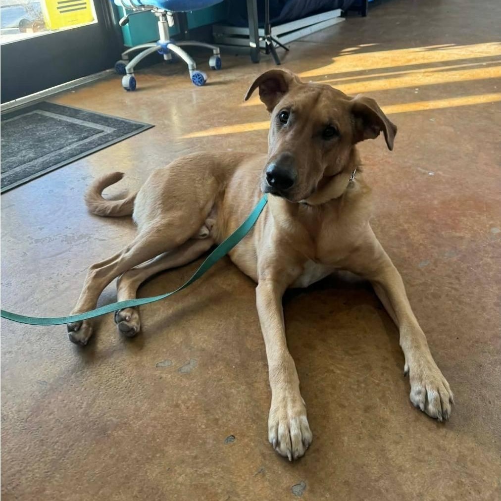 Enlarge Lids, a ADOPTABLE mixed breed in Paramus, NJ image 5/6