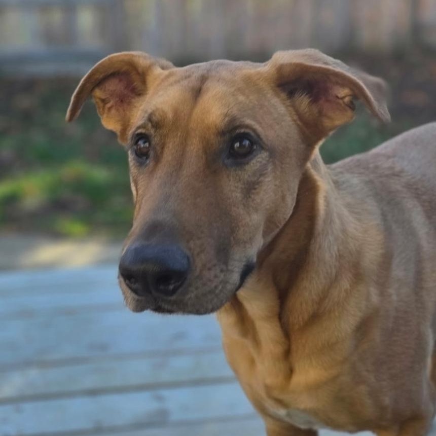 Enlarge Lids, a ADOPTABLE mixed breed in Paramus, NJ image 1/6