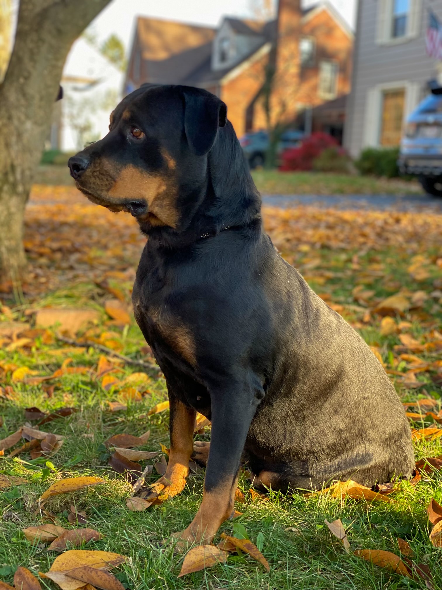 Echo, Young Female unknown
