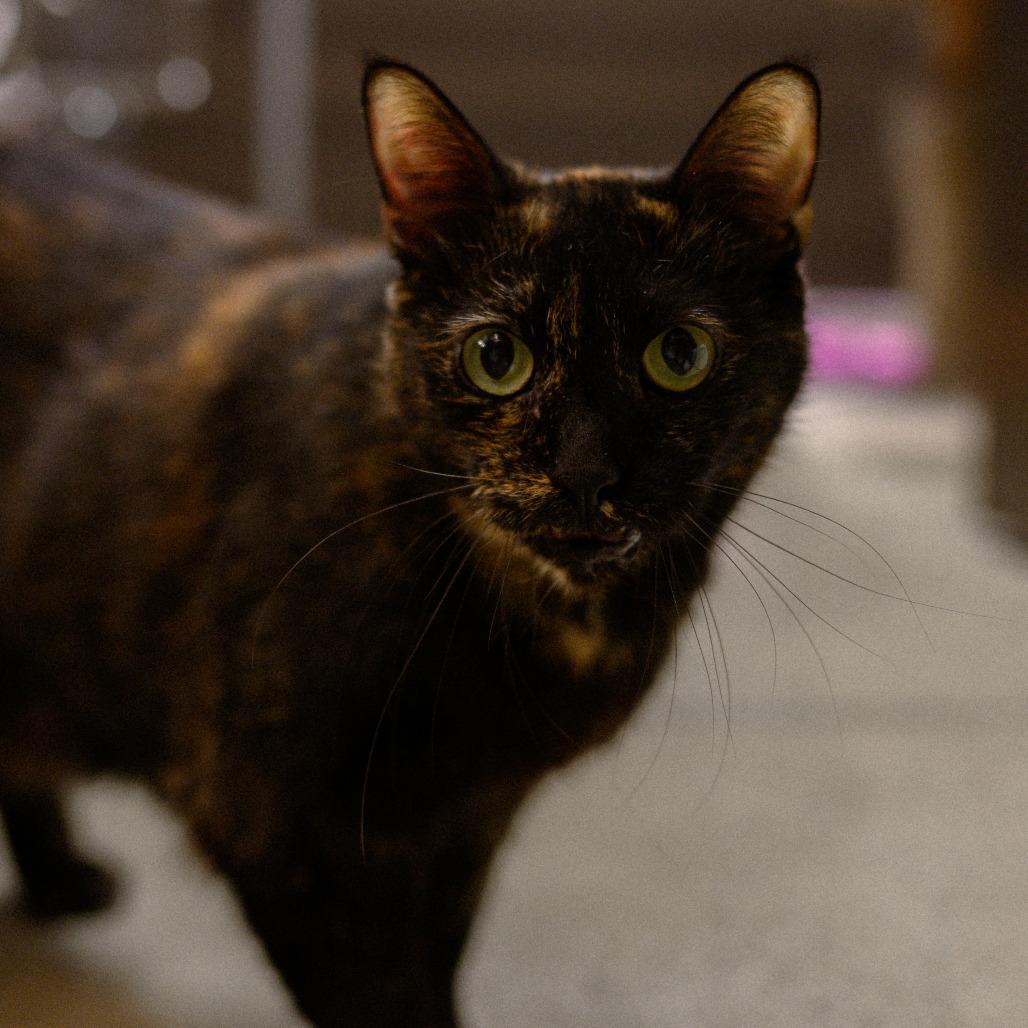 Enlarge Cleopatra, a Adoptable Domestic Short Hair in Vallejo, CA image 2/6