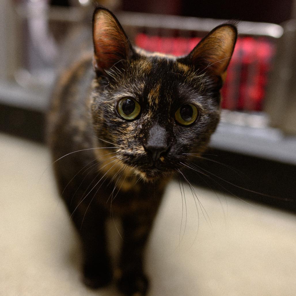 Enlarge Cleopatra, a Adoptable Domestic Short Hair in Vallejo, CA image 3/6