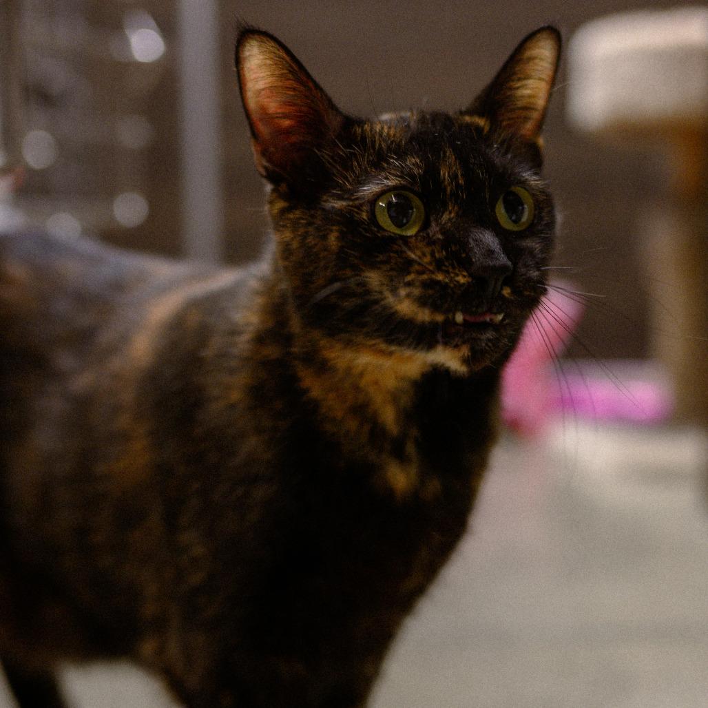 Enlarge Cleopatra, a Adoptable Domestic Short Hair in Vallejo, CA image 4/6