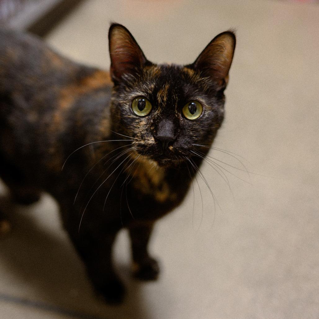 Cleopatra, Adoptable, Senior Female Domestic Short Hair.