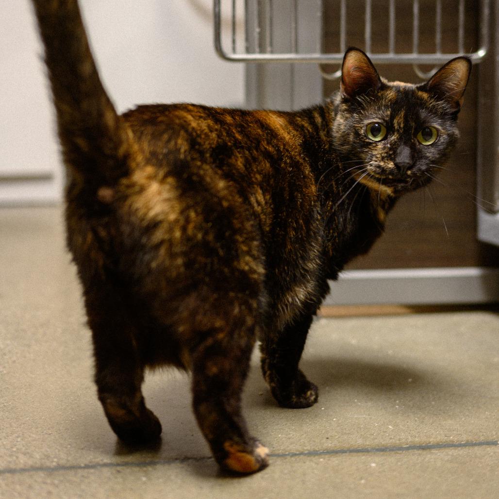 Enlarge Cleopatra, a Adoptable Domestic Short Hair in Vallejo, CA image 5/6