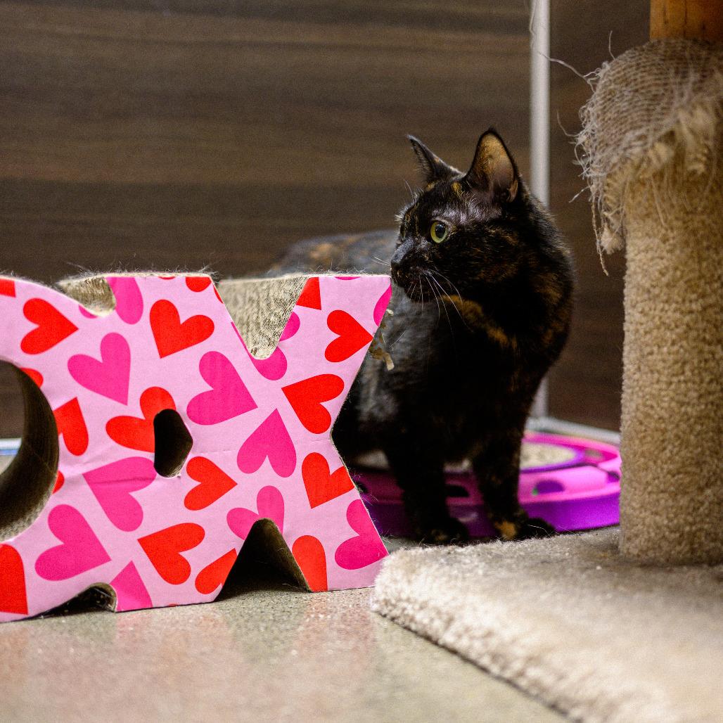 Enlarge Cleopatra, a Adoptable Domestic Short Hair in Vallejo, CA image 6/6