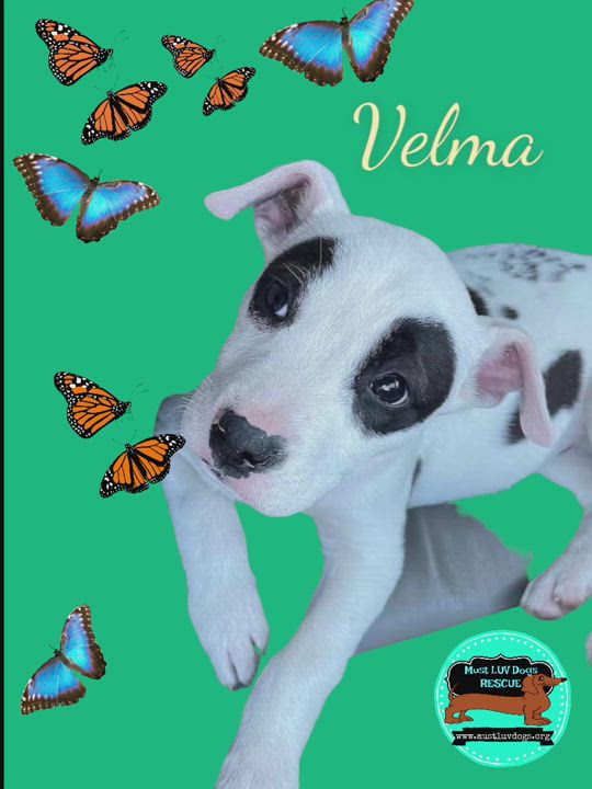 Enlarge Velma, a Adopted mixed breed video 6/11
