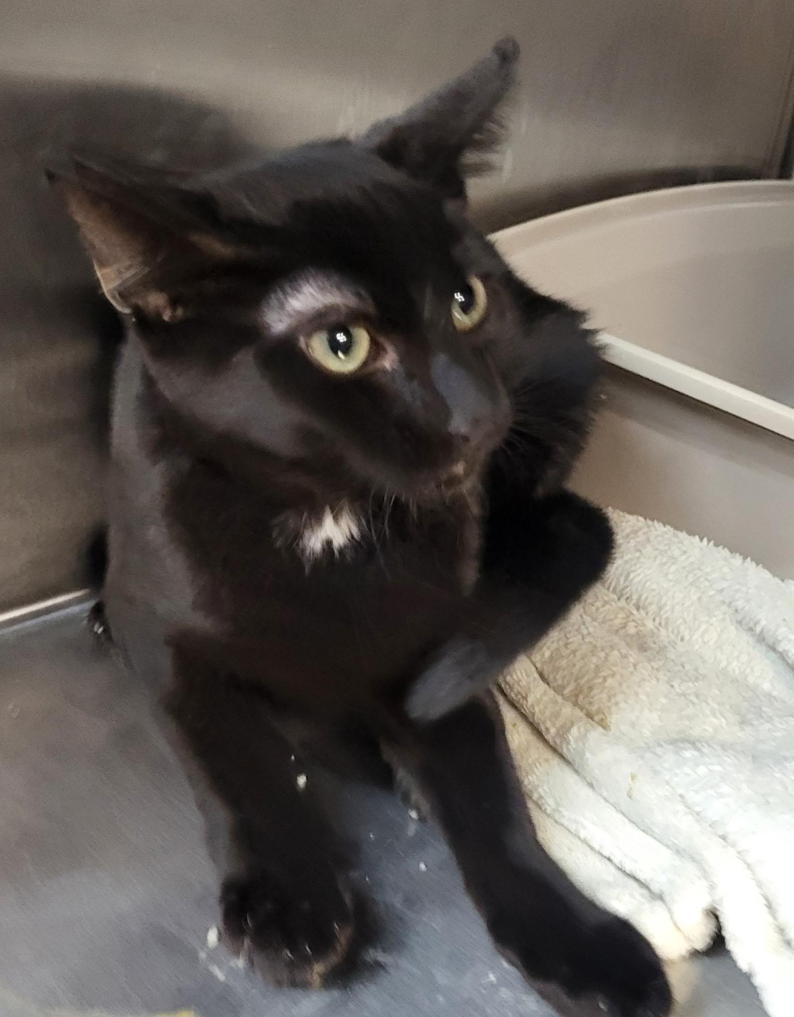 Enlarge Dennis, a Adoptable Domestic Short Hair in Zimmerman, MN image 1/1