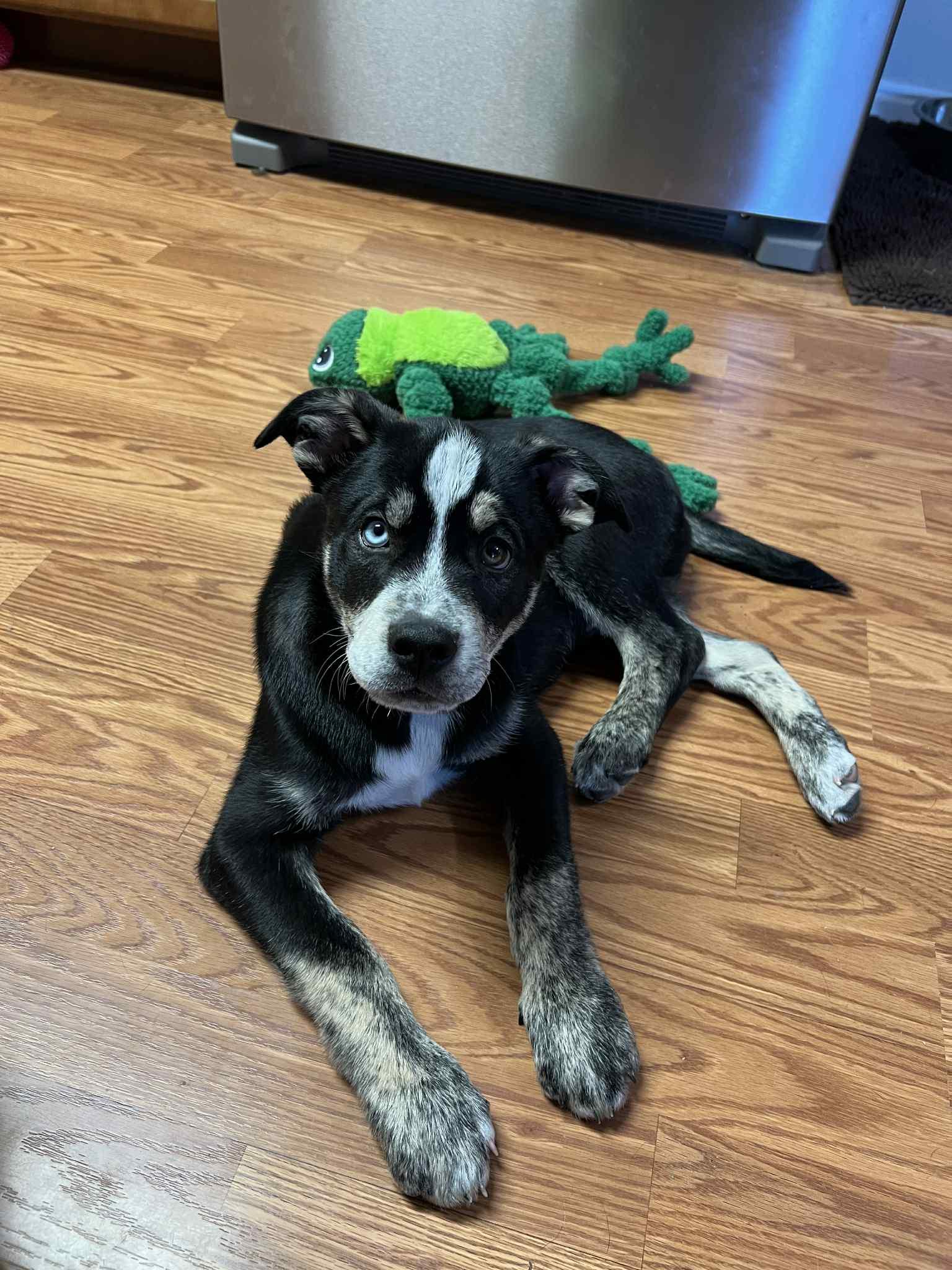 Enlarge Salem, a Adoptable mixed breed in Spokane, WA image 6/6