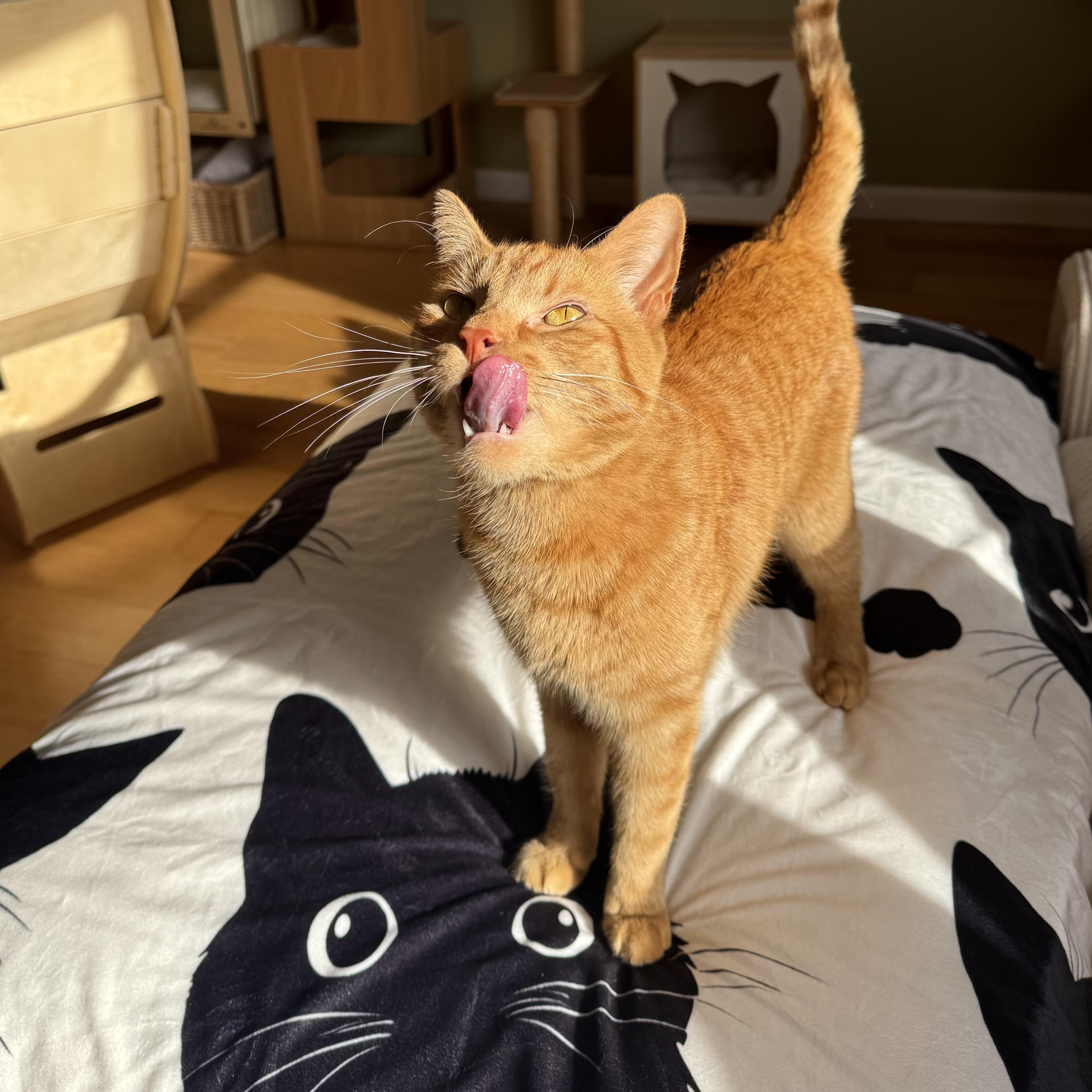 Enlarge Robert Irwin , a ADOPTABLE Domestic Short Hair in Ramsey, NJ image 1/5