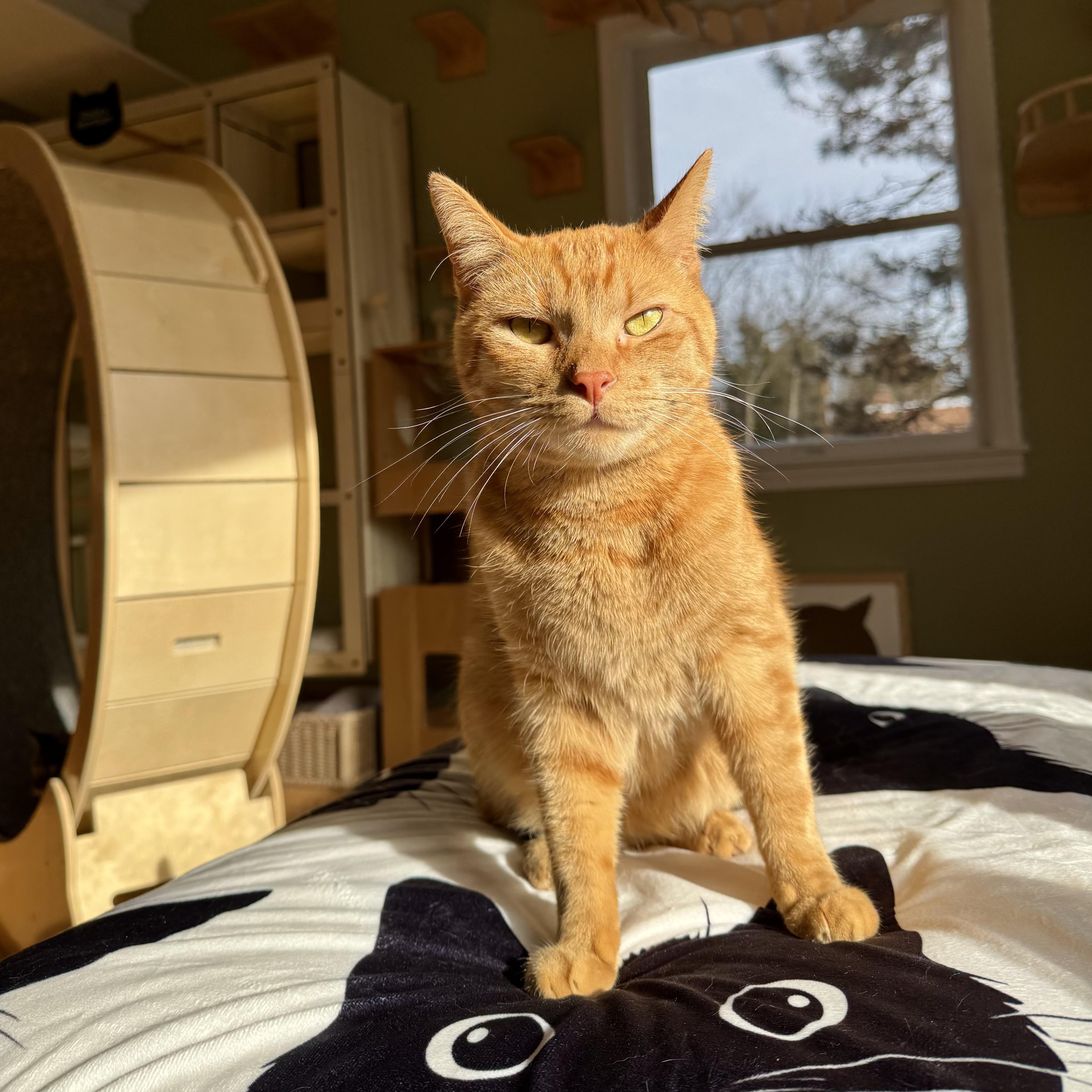 Enlarge Robert Irwin , a ADOPTABLE Domestic Short Hair in Ramsey, NJ image 2/5