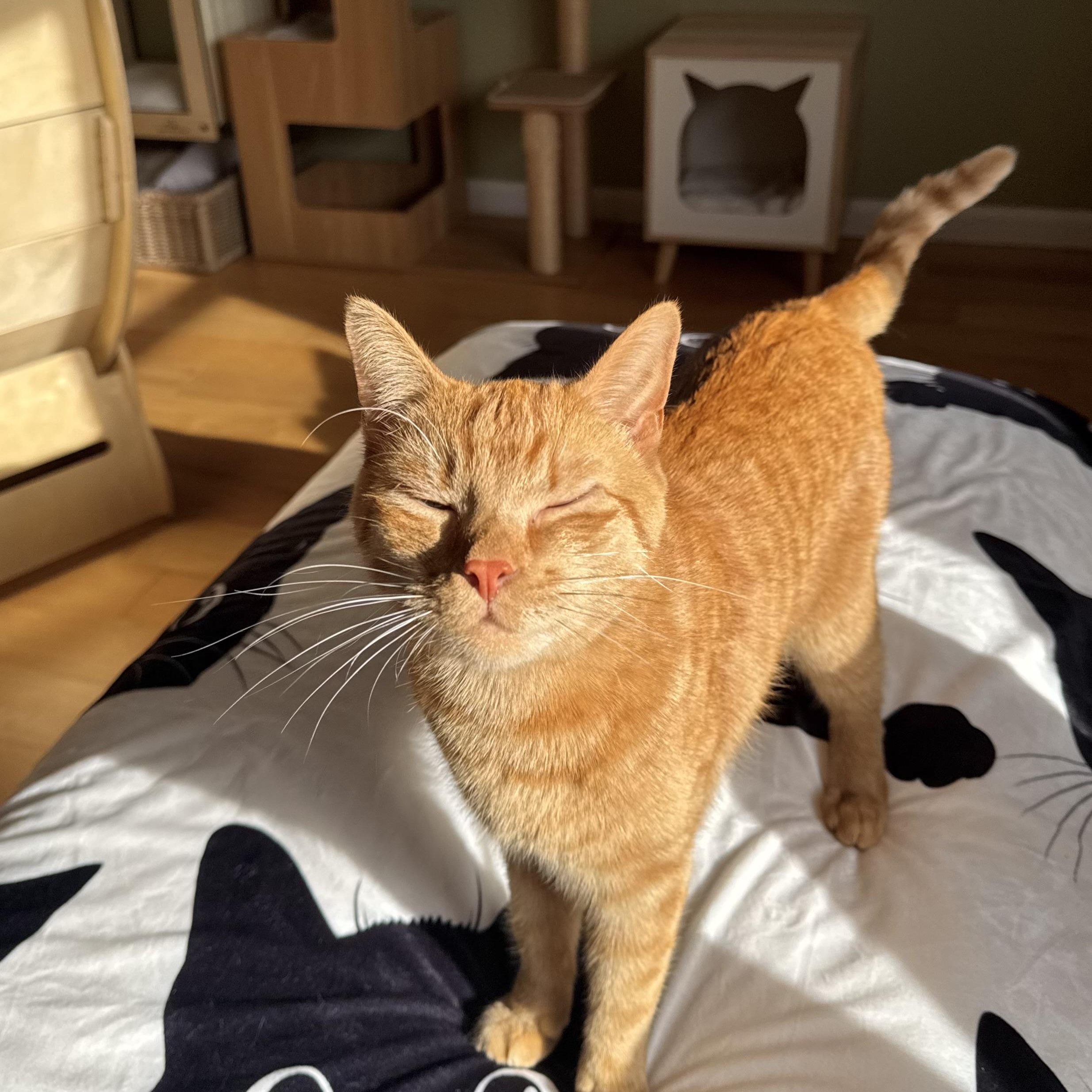 Robert Irwin , ADOPTABLE, Young Male Domestic Short Hair.