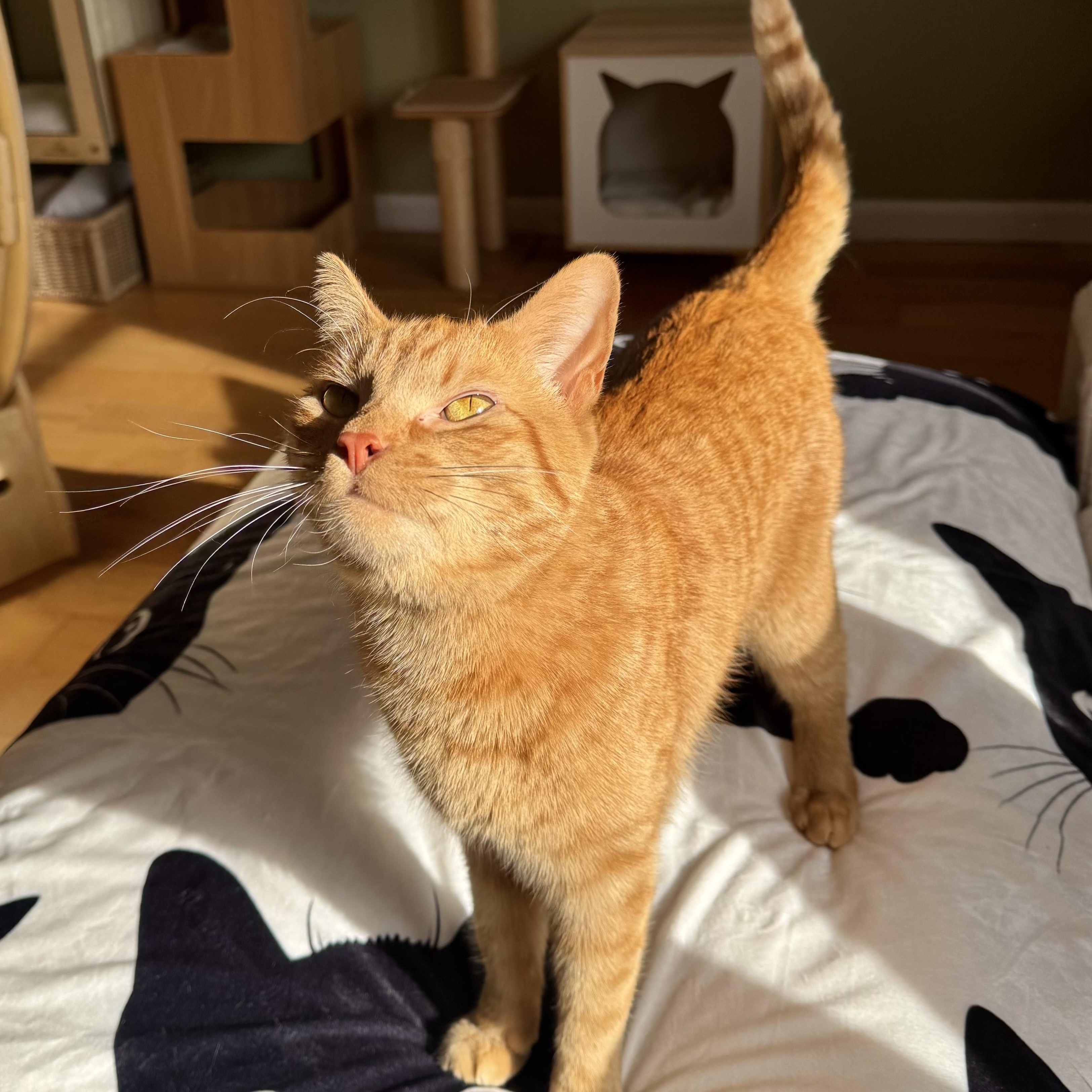 Enlarge Robert Irwin , a ADOPTABLE Domestic Short Hair in Ramsey, NJ image 4/5