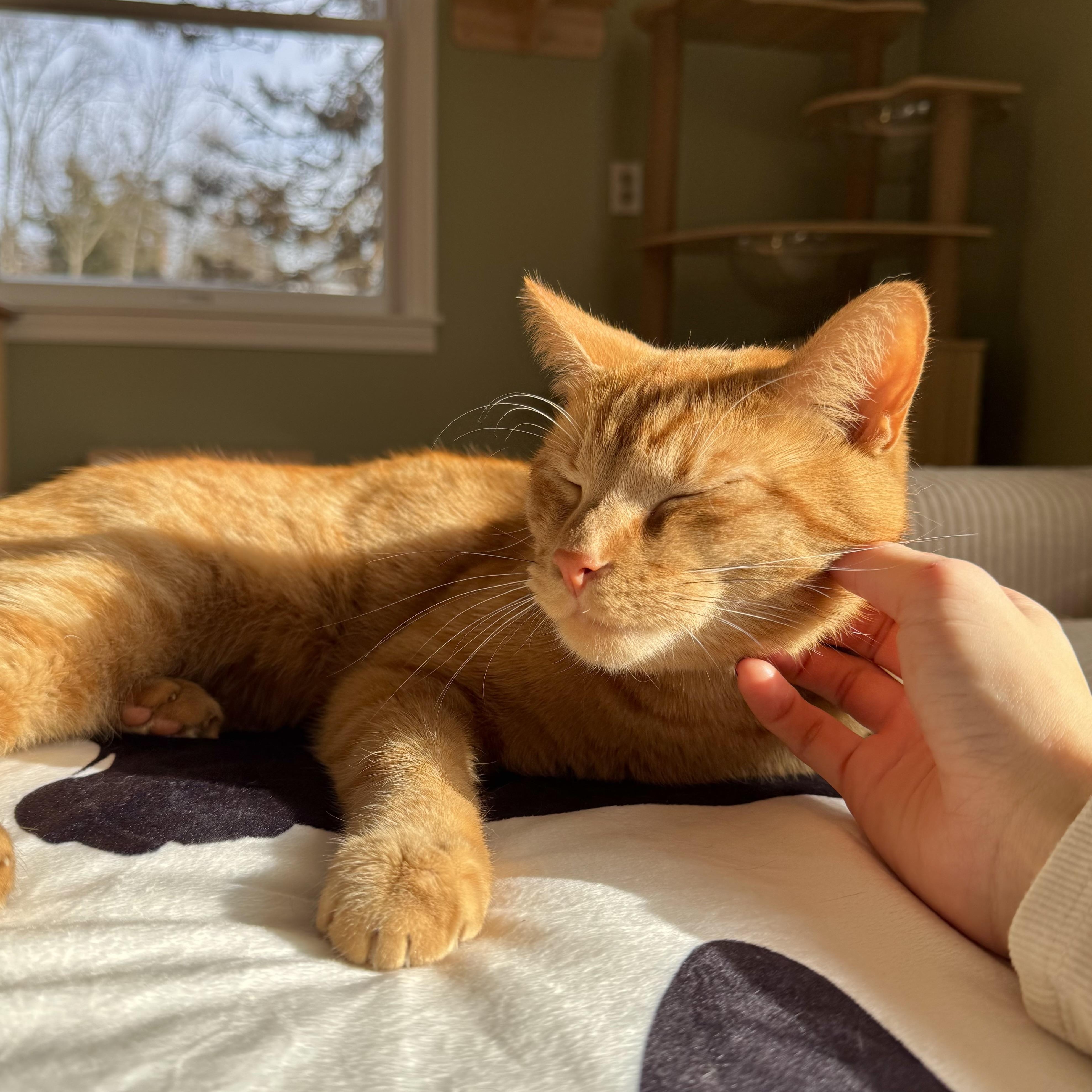 Enlarge Robert Irwin , a ADOPTABLE Domestic Short Hair in Ramsey, NJ image 5/5