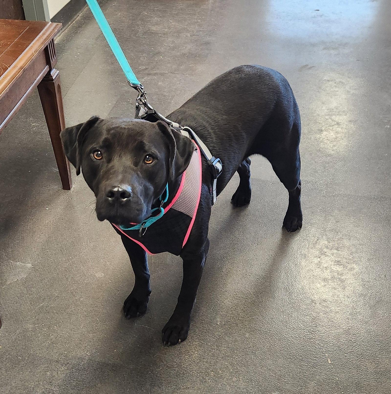 Matilda, Adoptable, Adult Female Black Labrador Retriever & American Staffordshire Terrier.