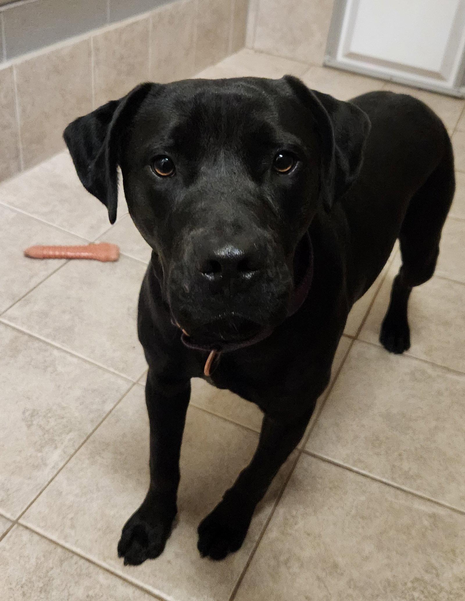 Matilda, Adoptable, Adult Female Black Labrador Retriever & American Staffordshire Terrier.