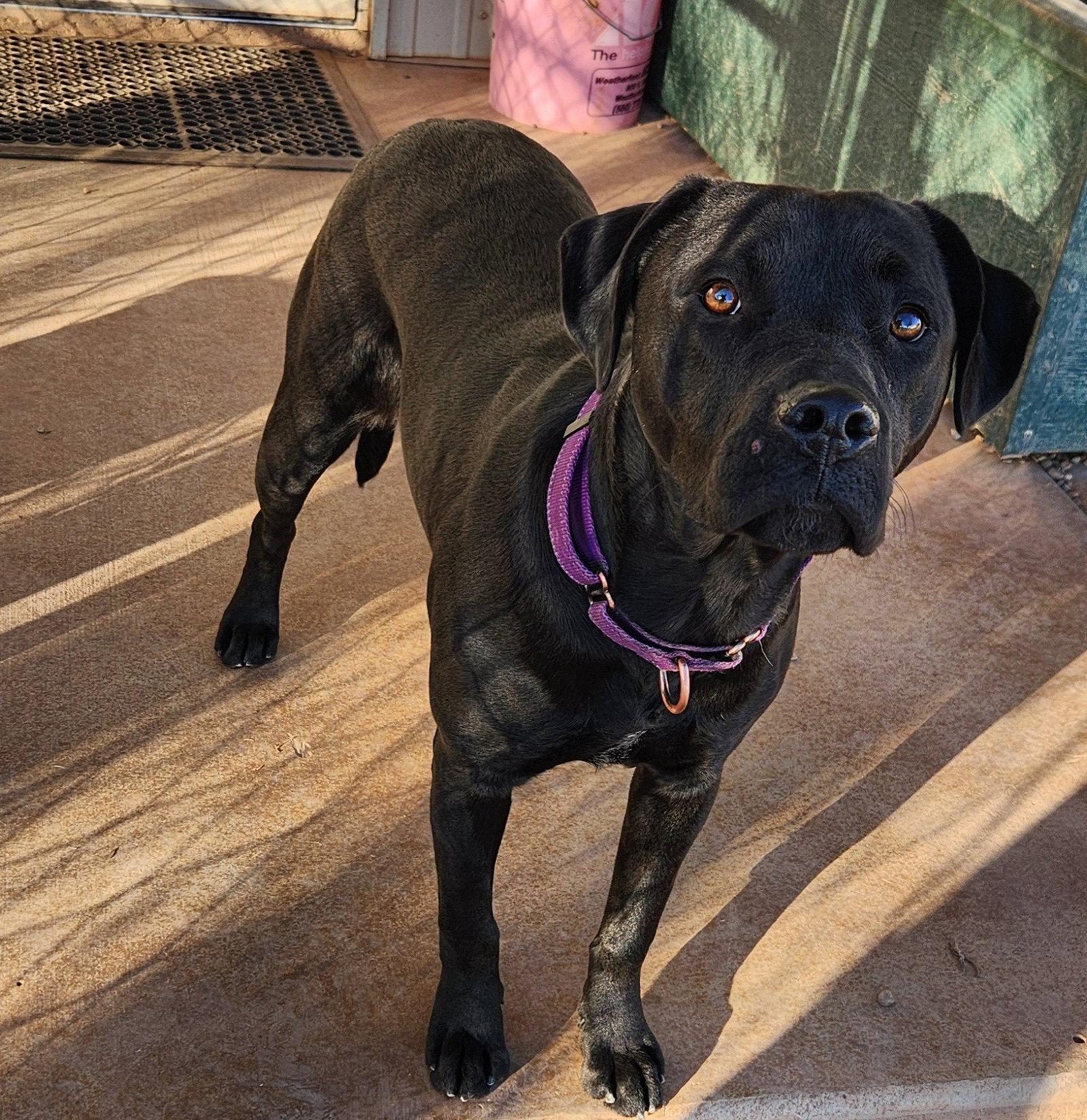 Matilda, a Adoptable mixed breed in Clinton, OK image 2/3
