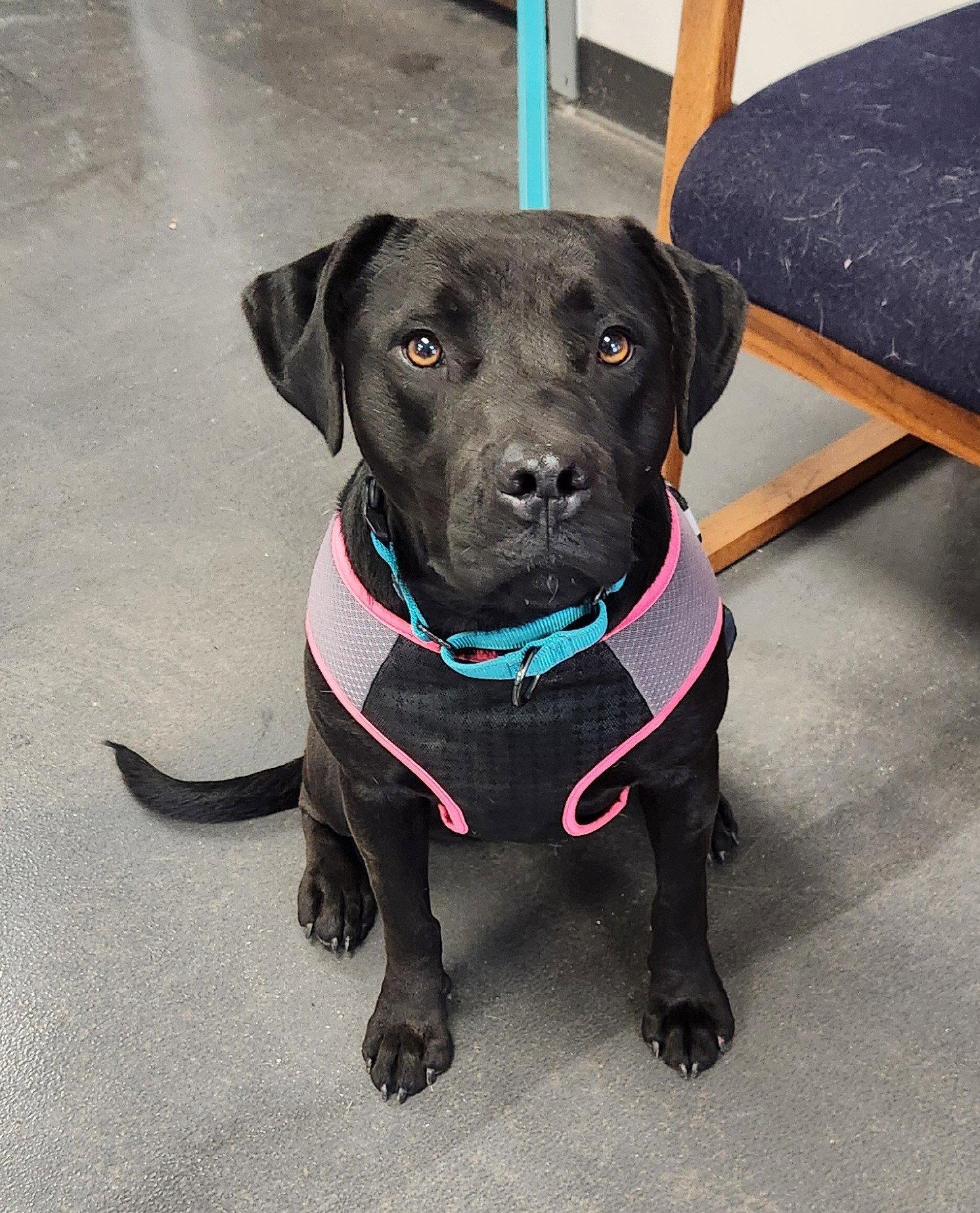 Enlarge Matilda, a Adoptable mixed breed in Clinton, OK image 3/3