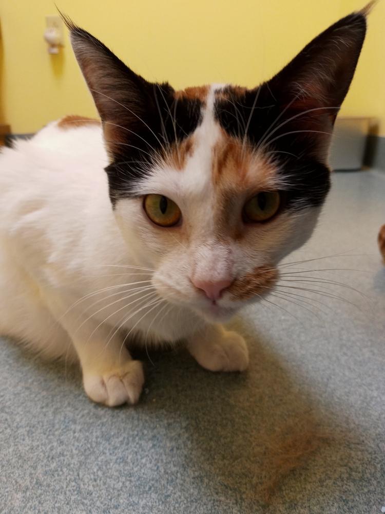 Leila, Adoptable, Adult Female Domestic Short Hair.