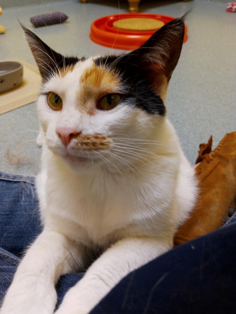 Enlarge Leila, a Adoptable Domestic Short Hair in Trenton, ME image 2/6