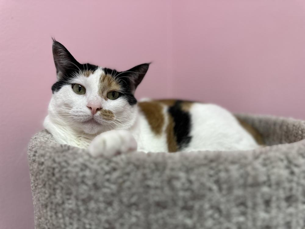 Enlarge Leila, a Adoptable Domestic Short Hair in Trenton, ME image 3/6