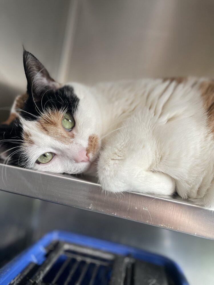 Enlarge Leila, a Adoptable Domestic Short Hair in Trenton, ME image 4/6