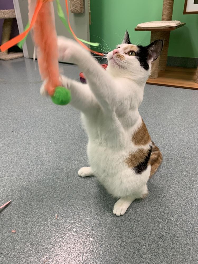 Enlarge Leila, a Adoptable Domestic Short Hair in Trenton, ME image 5/6