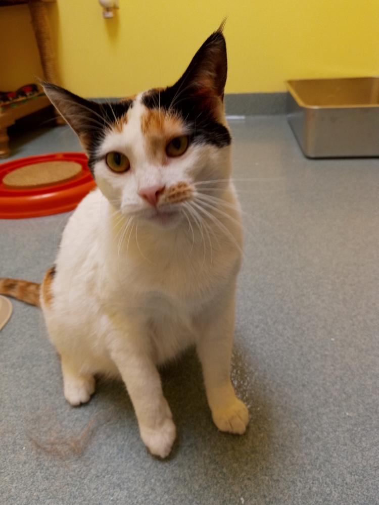 Enlarge Leila, a Adoptable Domestic Short Hair in Trenton, ME image 6/6