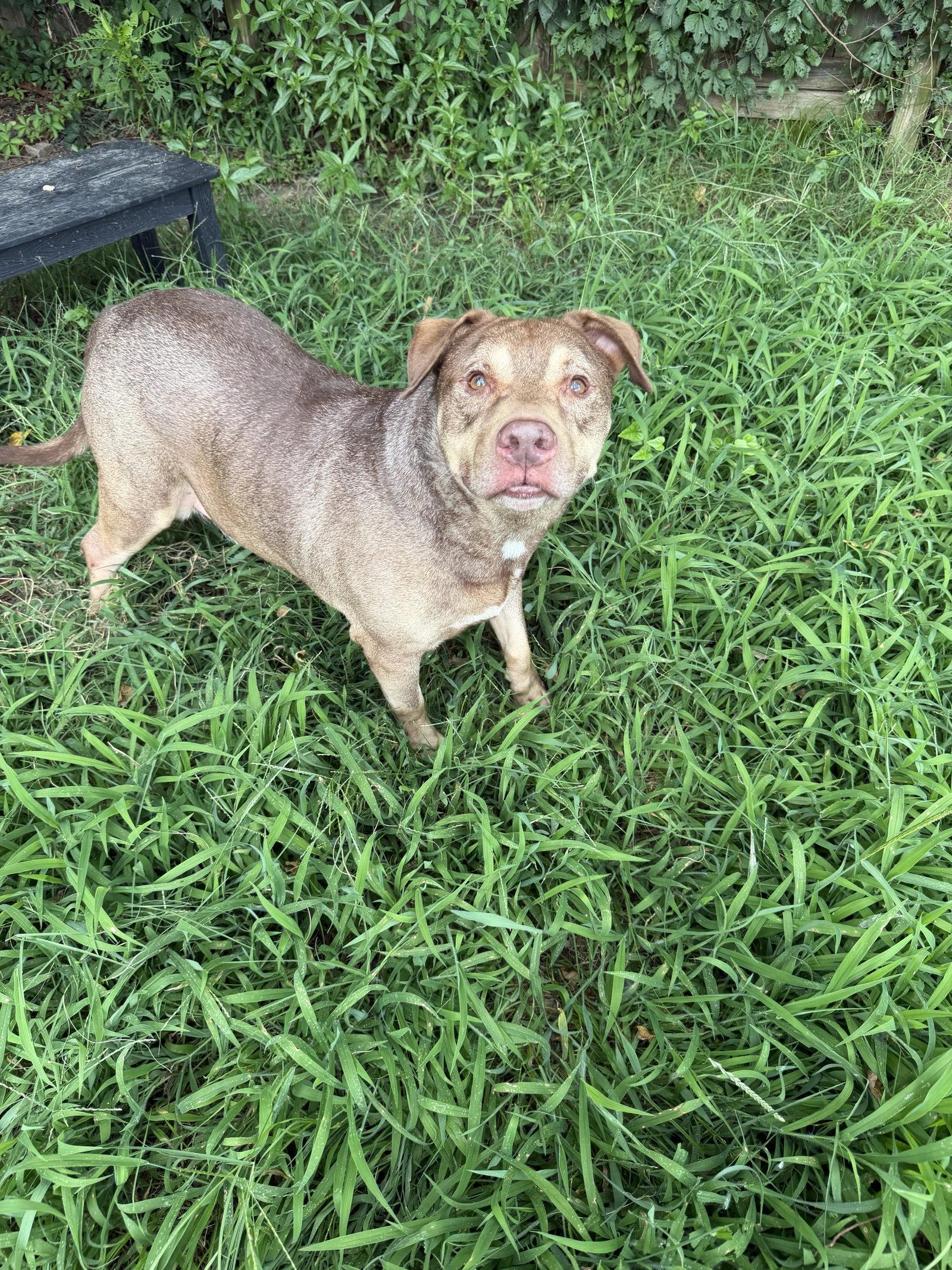 Nehemiah, a Adoptable mixed breed in Jackson, MS image 1/2