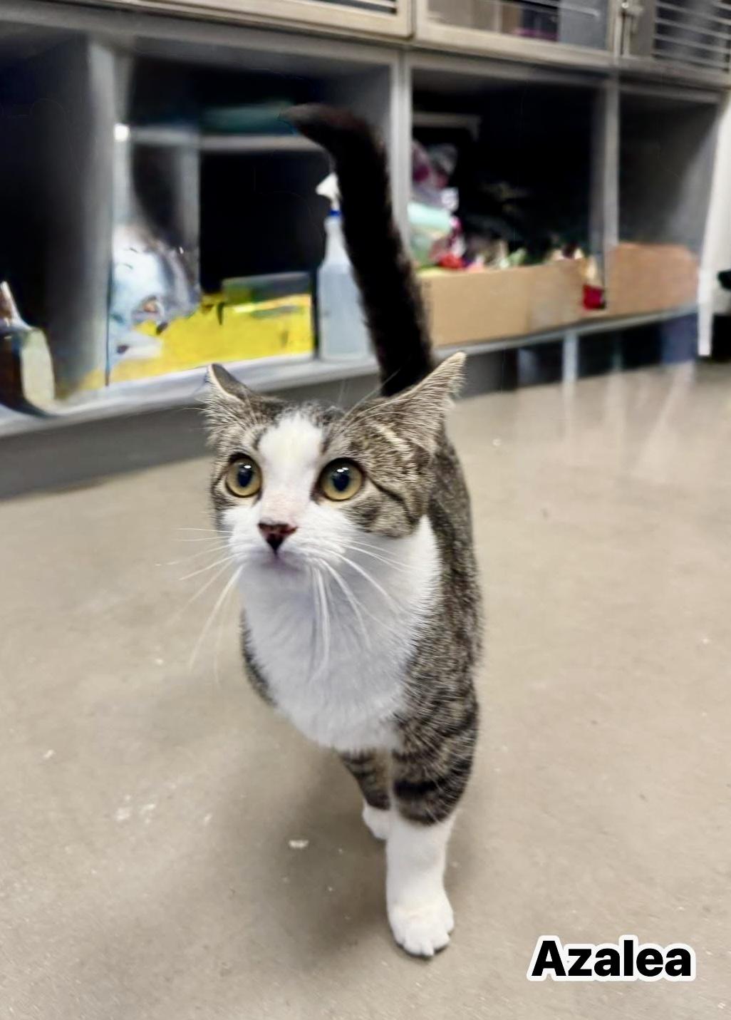 Azalea, Adoptable, Young Female Domestic Short Hair.