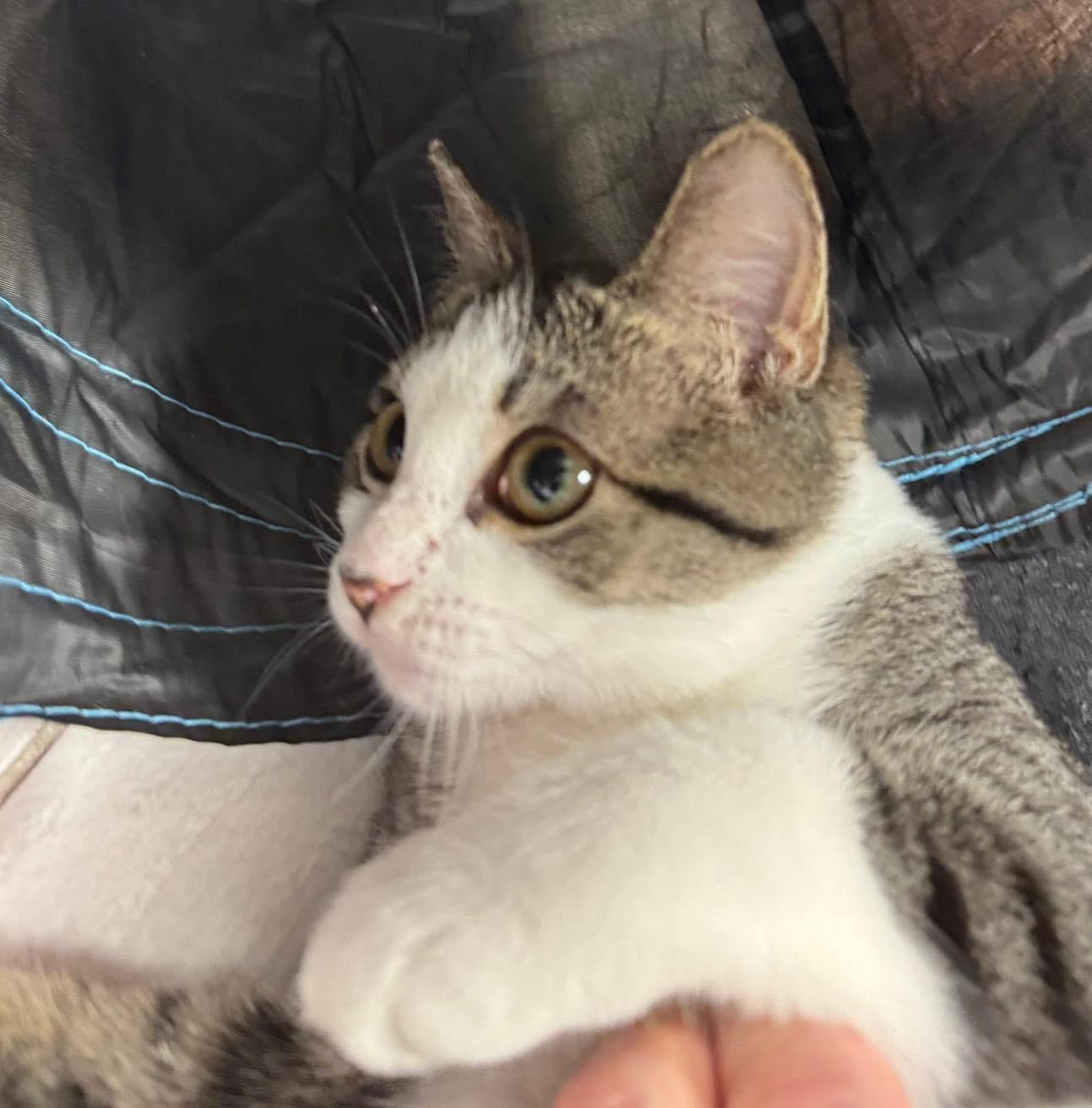 Azalea, a Adoptable Domestic Short Hair in Staten Island, NY image 6/6