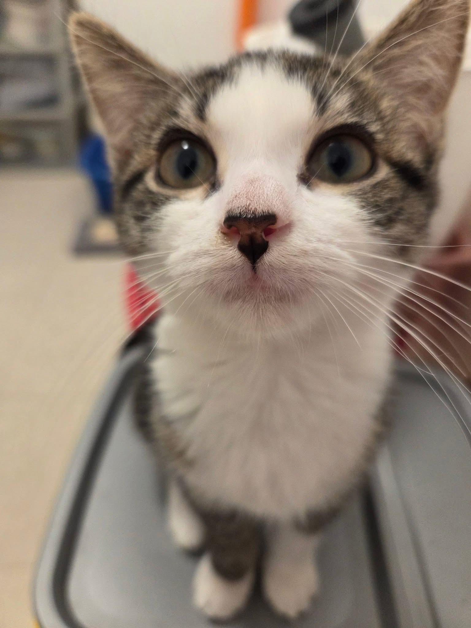 Azalea, a Adoptable Domestic Short Hair in Staten Island, NY image 4/6