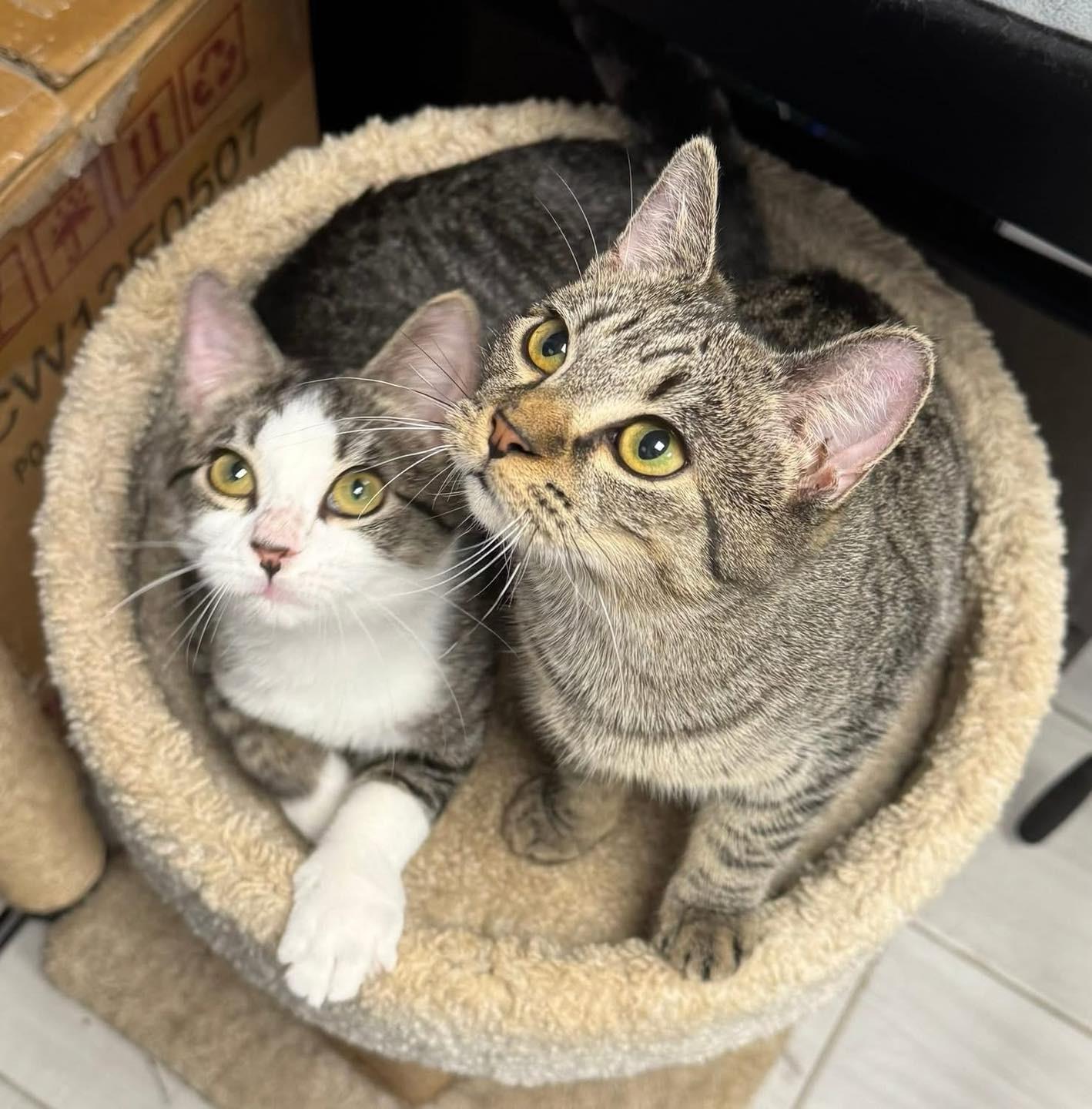 Azalea, a Adoptable Domestic Short Hair in Staten Island, NY image 5/6