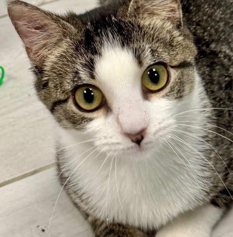 Azalea, a Adoptable Domestic Short Hair in Staten Island, NY image 2/6