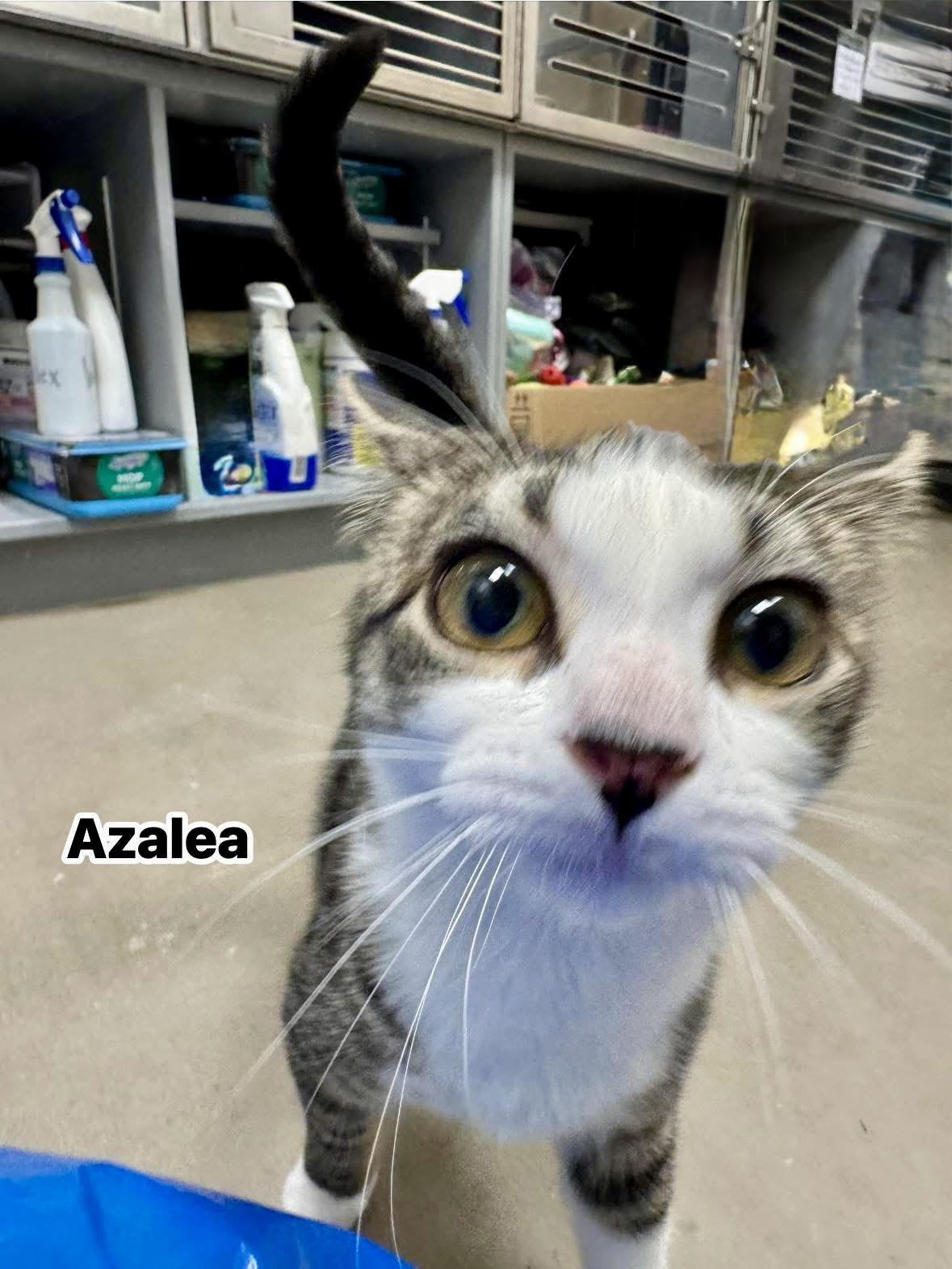 Azalea, a Adoptable Domestic Short Hair in Staten Island, NY image 3/6